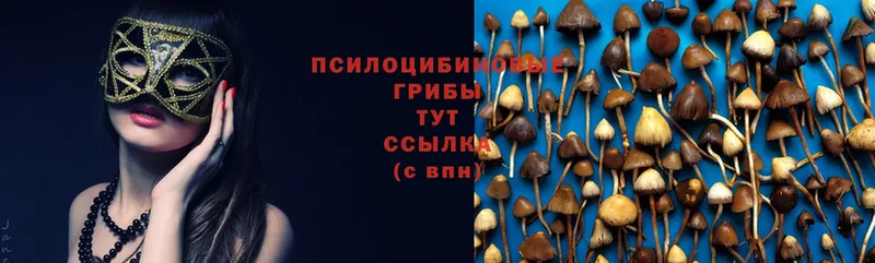 Псилоцибиновые грибы Cubensis  Кувшиново 